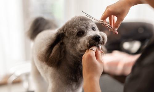 dog getting groomed