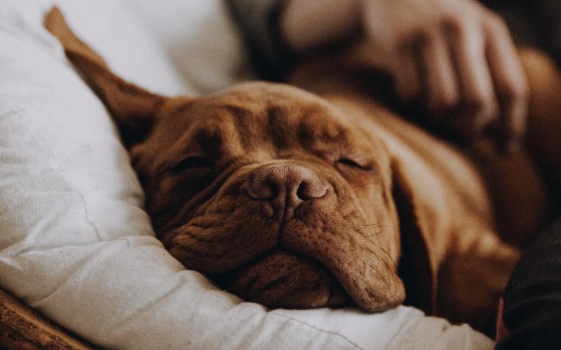a dog sleeping on a bed